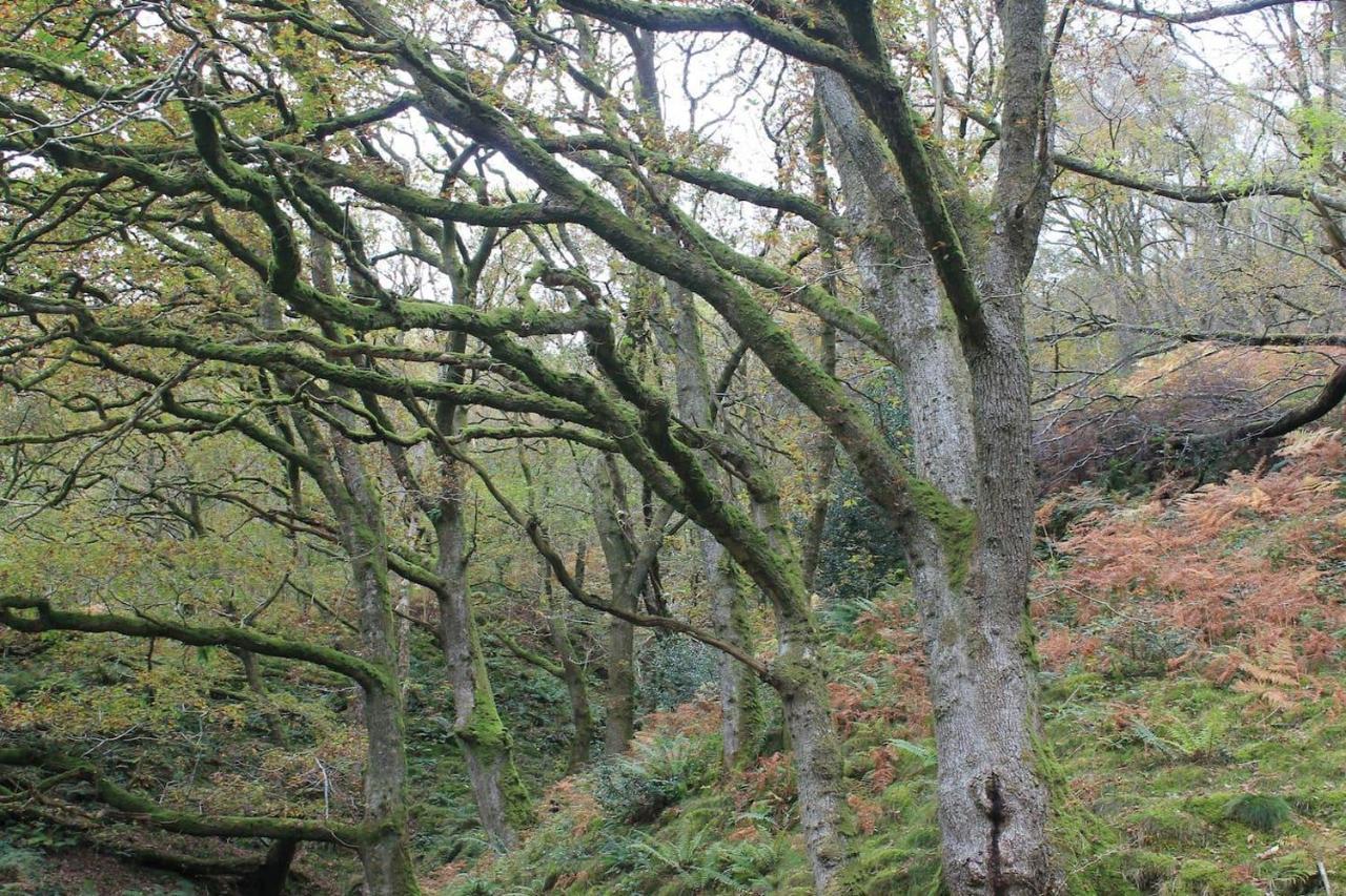 Relaxing Pet Friendly 2-Bed Cottage In Rhandirmwyn Llandovery Esterno foto